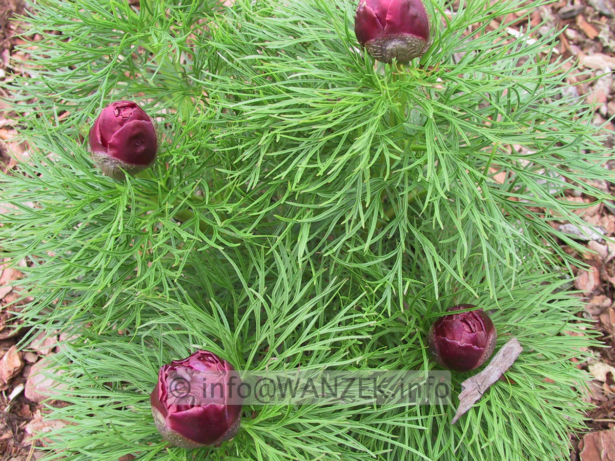 Paeonia tenuifolia Rubra Plena - knospig.JPG